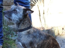 DORA, Hund, Mischlingshund in Leonberg - Bild 8