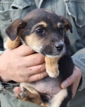 SERSI, Hund, Mischlingshund in Kroatien