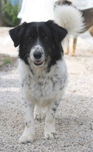 GOOFY, Hund, Mischlingshund in Berlin - Bild 21