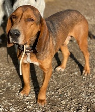 MELMAC, Hund, Mischlingshund in Griechenland - Bild 11