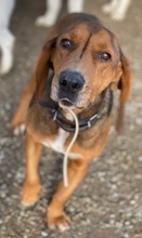 MELMAC, Hund, Mischlingshund in Griechenland - Bild 6