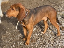 MELMAC, Hund, Mischlingshund in Griechenland - Bild 7