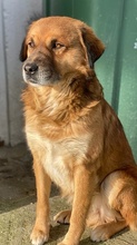 GANDHI, Hund, Mischlingshund in Griechenland - Bild 10