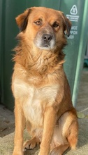 GANDHI, Hund, Mischlingshund in Griechenland - Bild 11