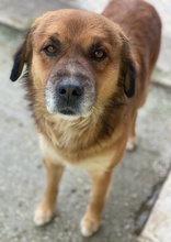 GANDHI, Hund, Mischlingshund in Griechenland - Bild 3