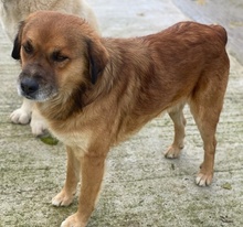 GANDHI, Hund, Mischlingshund in Griechenland - Bild 4