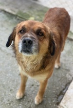 GANDHI, Hund, Mischlingshund in Griechenland - Bild 5