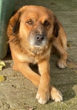 GANDHI, Hund, Mischlingshund in Griechenland - Bild 6