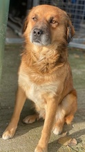 GANDHI, Hund, Mischlingshund in Griechenland - Bild 7