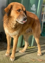 GANDHI, Hund, Mischlingshund in Griechenland - Bild 9