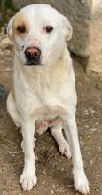 LONO, Hund, Mischlingshund in Griechenland - Bild 3
