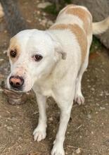 LONO, Hund, Mischlingshund in Griechenland - Bild 4