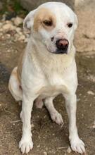 LONO, Hund, Mischlingshund in Griechenland - Bild 5