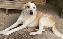 LONO, Hund, Mischlingshund in Griechenland - Bild 6