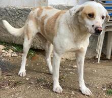 LONO, Hund, Mischlingshund in Griechenland - Bild 7