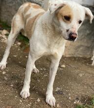 LONO, Hund, Mischlingshund in Griechenland - Bild 8