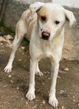 LONO, Hund, Mischlingshund in Griechenland - Bild 9