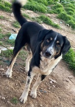 OMALOS, Hund, Mischlingshund in Griechenland - Bild 11