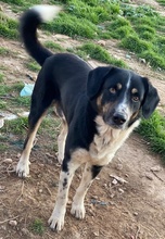 OMALOS, Hund, Mischlingshund in Griechenland - Bild 12