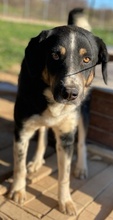 OMALOS, Hund, Mischlingshund in Griechenland - Bild 5