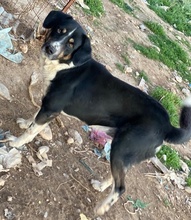 OMALOS, Hund, Mischlingshund in Griechenland - Bild 6
