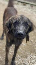 YANNES, Hund, Mischlingshund in Griechenland - Bild 4