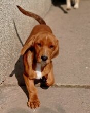 ATOUT, Hund, Mischlingshund in Kroatien - Bild 1