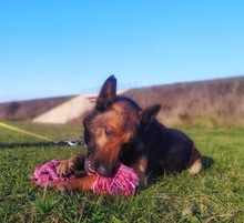 ARON2, Hund, Malinois-Deutscher Schäferhund-Mix in Kroatien - Bild 1
