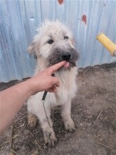 STELIOS, Hund, Herdenschutzhund in Rumänien - Bild 1