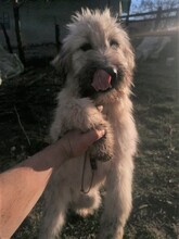STELIOS, Hund, Herdenschutzhund in Rumänien - Bild 10