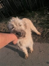STELIOS, Hund, Herdenschutzhund in Rumänien - Bild 13