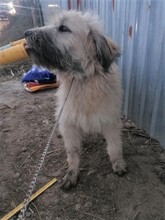 STELIOS, Hund, Herdenschutzhund in Rumänien - Bild 14