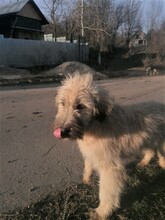 STELIOS, Hund, Herdenschutzhund in Rumänien - Bild 16