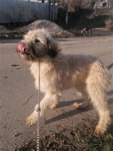 STELIOS, Hund, Herdenschutzhund in Rumänien - Bild 17