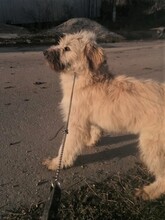 STELIOS, Hund, Herdenschutzhund in Rumänien - Bild 18