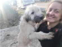 STELIOS, Hund, Herdenschutzhund in Rumänien - Bild 20
