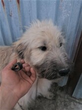 STELIOS, Hund, Herdenschutzhund in Rumänien - Bild 3