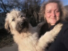 STELIOS, Hund, Herdenschutzhund in Rumänien - Bild 5