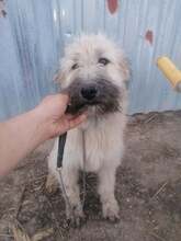 STELIOS, Hund, Herdenschutzhund in Rumänien - Bild 7