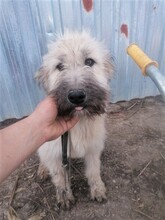 STELIOS, Hund, Herdenschutzhund in Rumänien - Bild 8