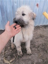 STELIOS, Hund, Herdenschutzhund in Rumänien - Bild 9