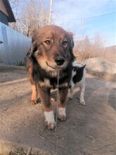LEONIDAS, Hund, Herdenschutzhund in Östringen - Bild 17