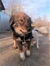 LEONIDAS, Hund, Herdenschutzhund in Östringen - Bild 3