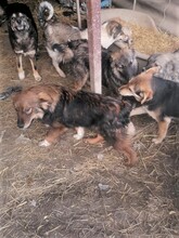 LEONIDAS, Hund, Herdenschutzhund in Östringen - Bild 9