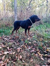 MANNA, Hund, Mischlingshund in Ungarn - Bild 2