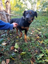 MANNA, Hund, Mischlingshund in Ungarn - Bild 3
