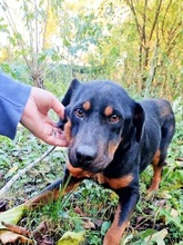 MANNA, Hund, Mischlingshund in Ungarn - Bild 7