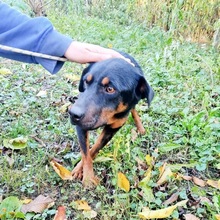 MANNA, Hund, Mischlingshund in Ungarn - Bild 8