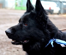 ASTERIXF1, Hund, Mischlingshund in Slowakische Republik - Bild 10