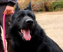 ASTERIXF1, Hund, Mischlingshund in Slowakische Republik - Bild 11